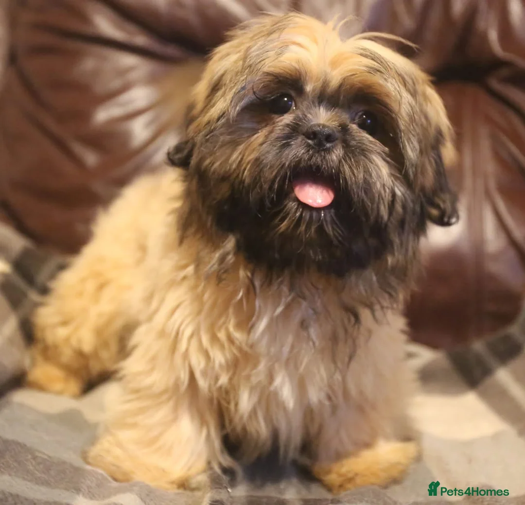 Shih Tzu dogs for sale: Stunning shih tzu boy  - Advert 4