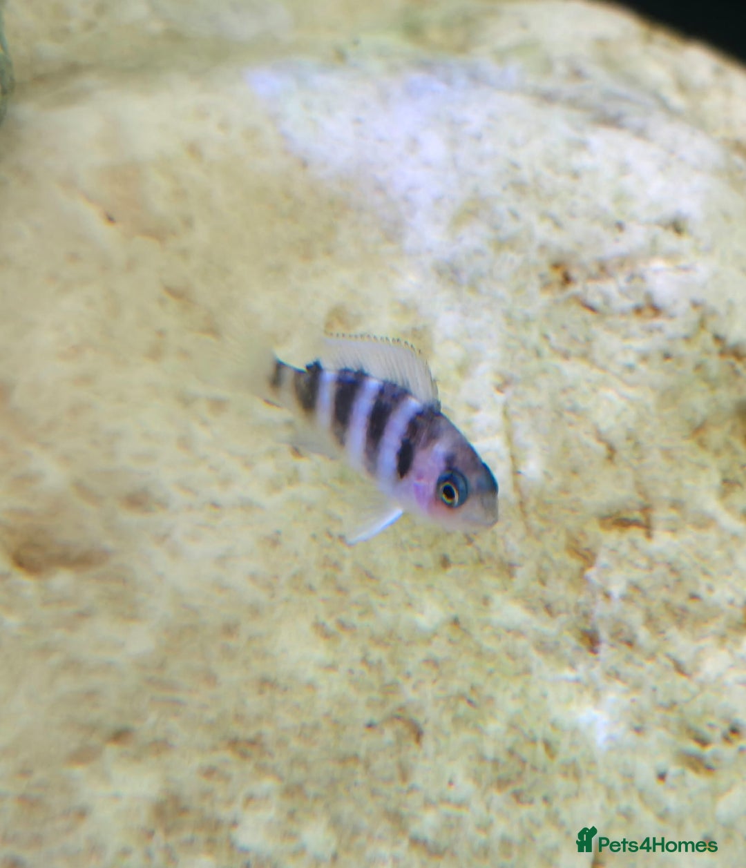 Cichlids fish for sale: 1stGen Tank Bred Frontosa Blue Zaire Moba  - Image 12