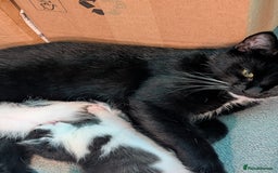 Domestic Shorthair cats for sale: Cute little black and white kitten - Advert 2