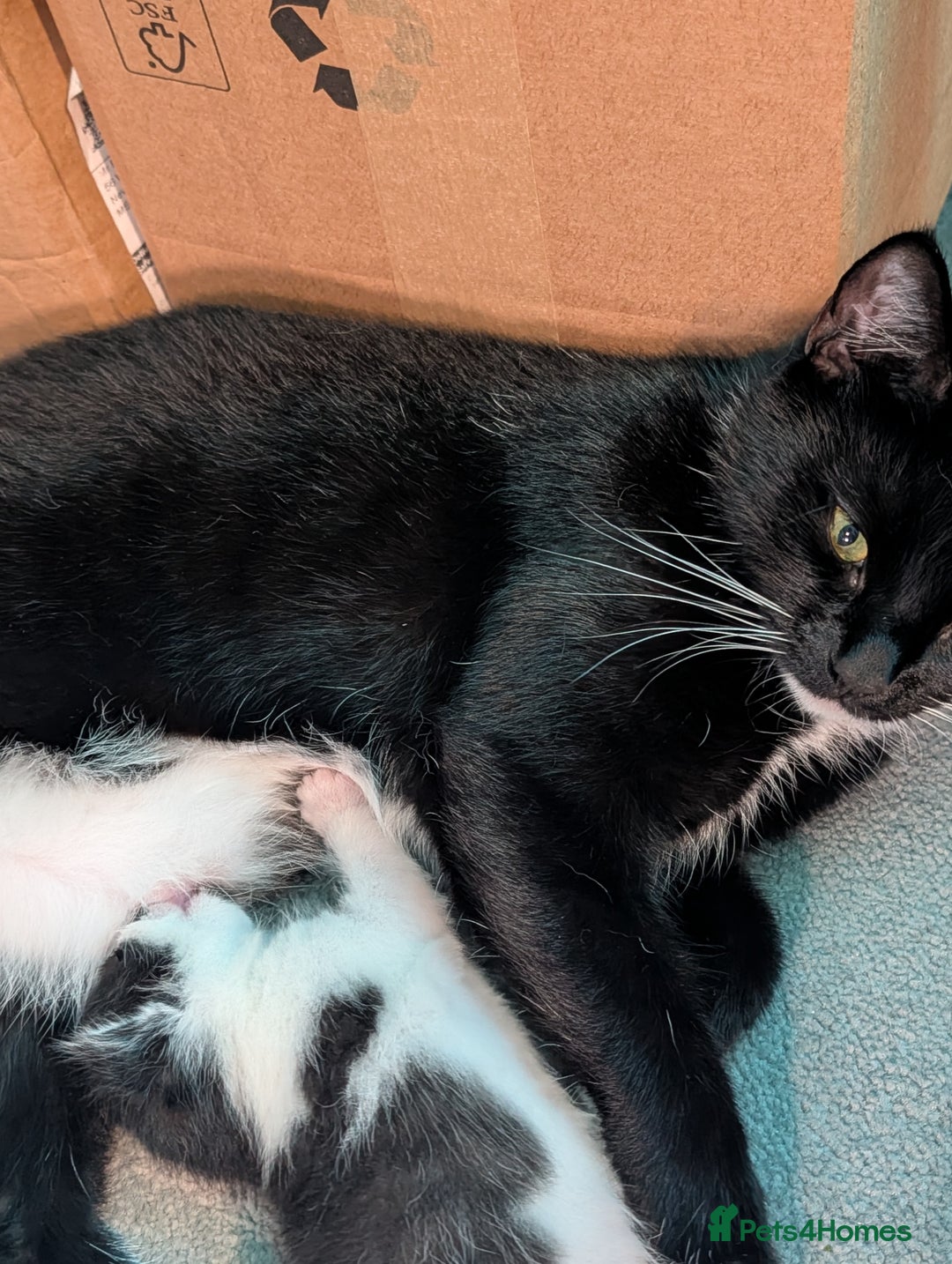 Domestic Shorthair cats for sale: Cute little black and white kitten - Advert 2