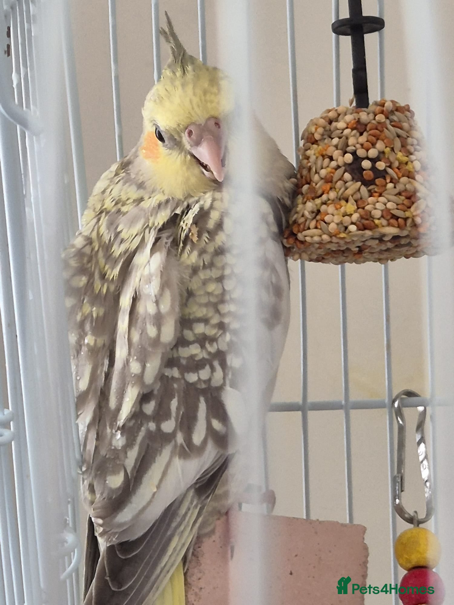 Cockatiels birds for sale: Baby cockatiel  in Sutton-in-Ashfield - Advert 2
