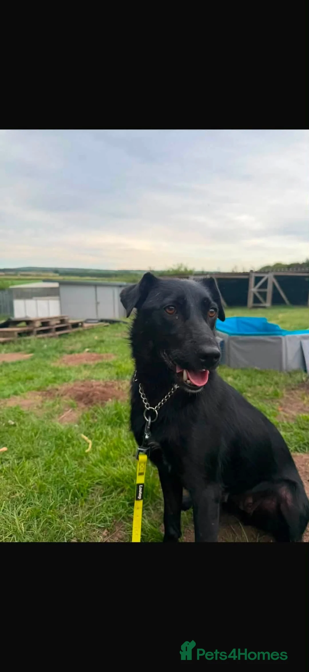 Mixed Breed dogs for adoption: Lola  - Advert 2