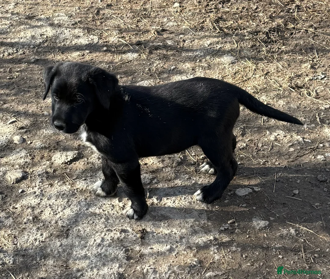Borador dogs for sale: Beautiful Collie x Labrador puppies  - Advert 15