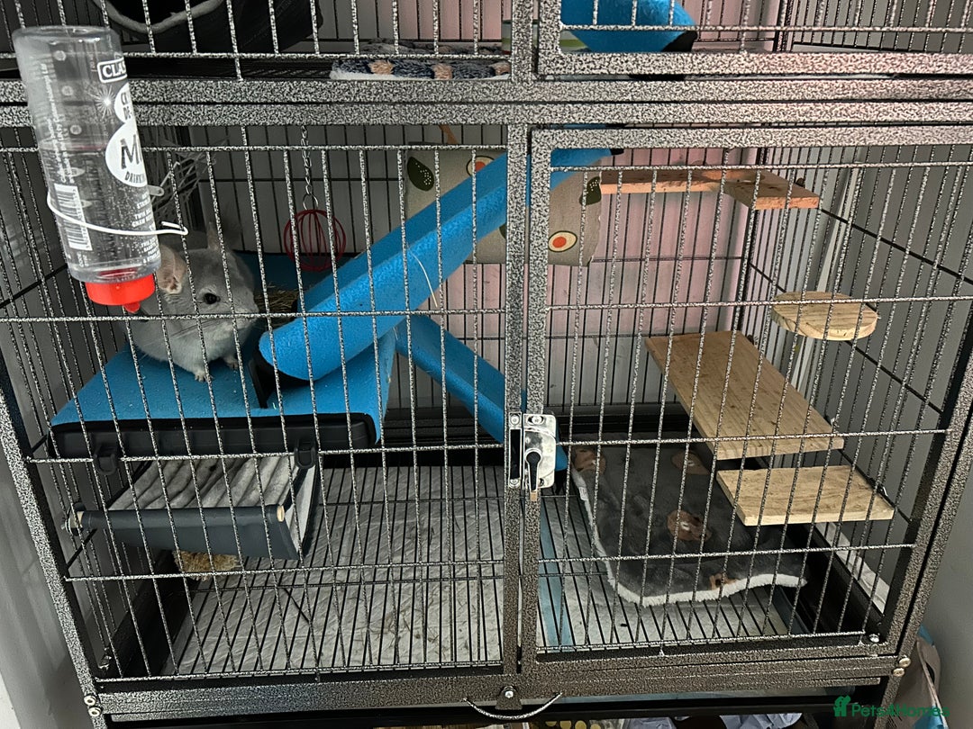 Chinchilla rodents for sale: Blue Diamond Male Chinchilla  - Advert 5