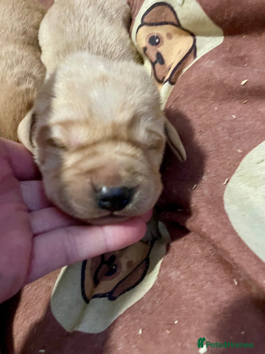 Labrador Retriever dogs for sale: KC Labrador pups ready 5th Jan 26 - Advert 3