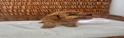 Jackapoo dogs for sale: F1b toy jackapoo puppies  - Advert 5