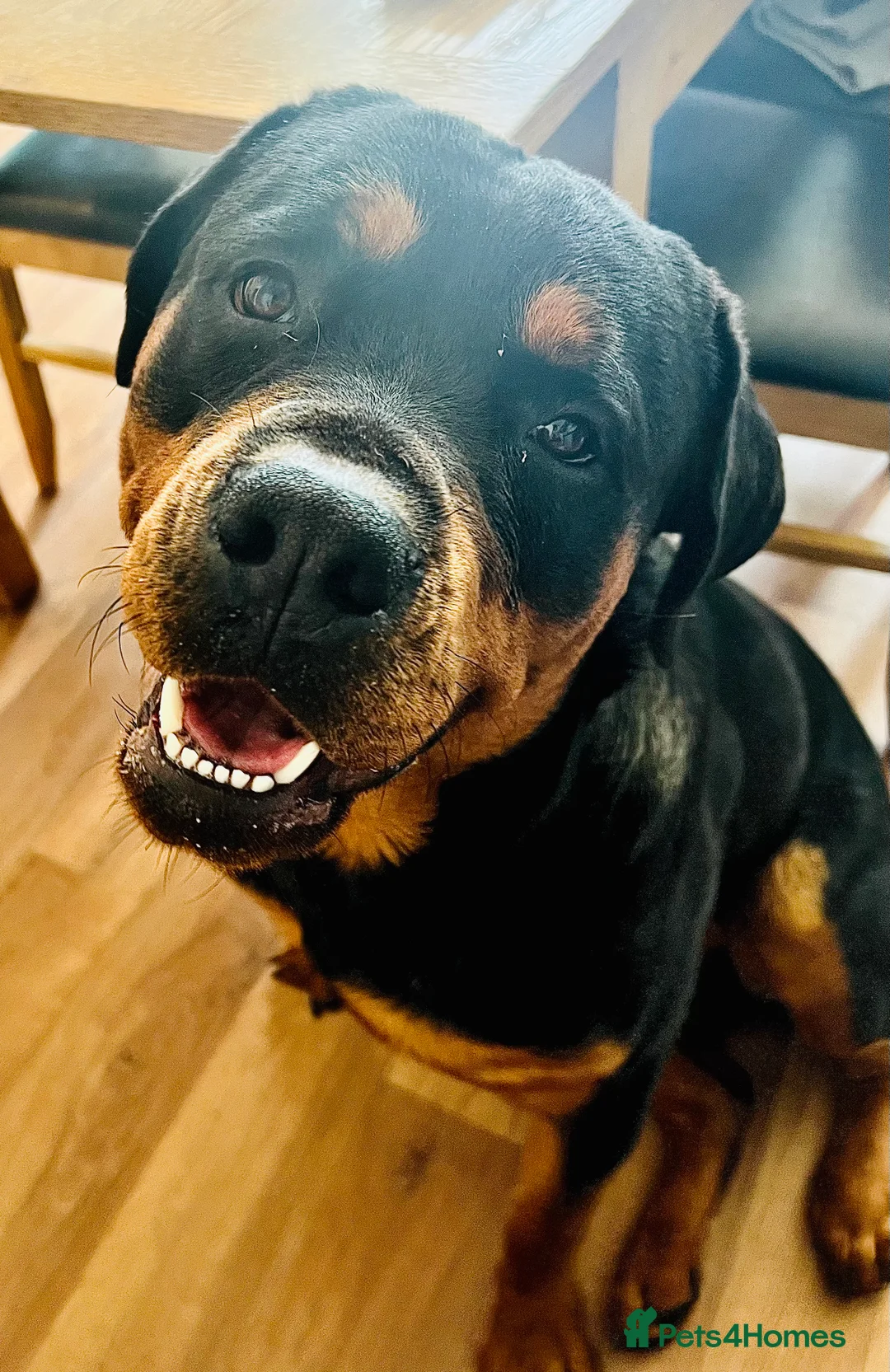 Rottweiler dogs for stud: MALE ROTTWEILER FOR STUD ONLY  - Advert 10
