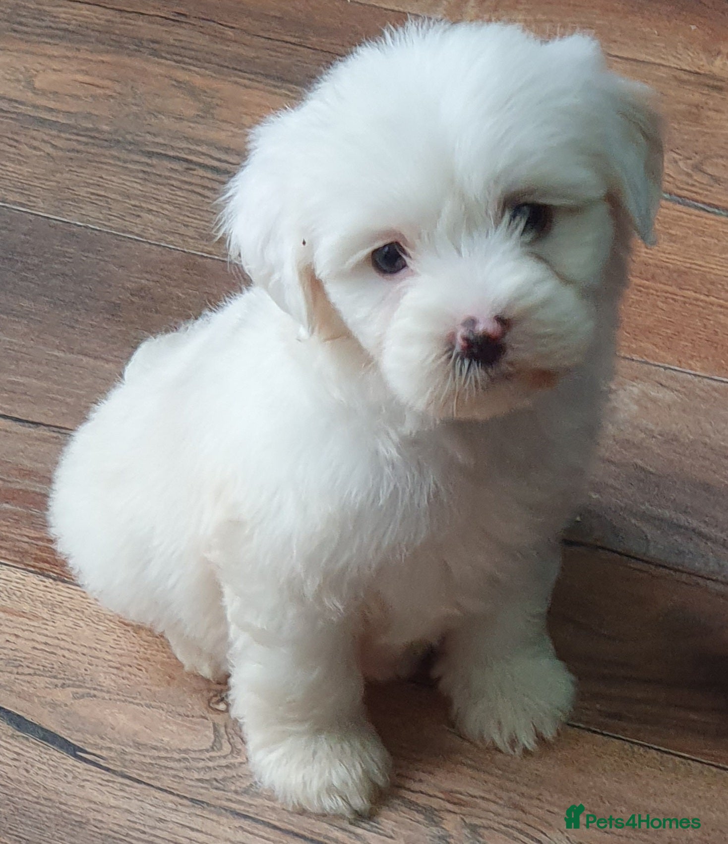 Tibetan Terrier dogs Tibetan terriers  - Advert 1