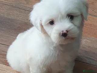 Tibetan Terrier dogs Tibetan terriers - Advert 1