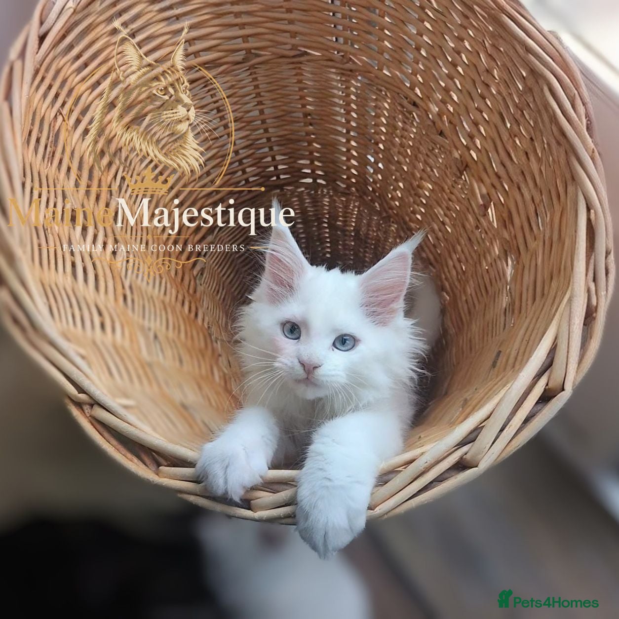 Maine Coon cats TICA registered Maine Coon White Kitten Blue Eyed - Advert 5