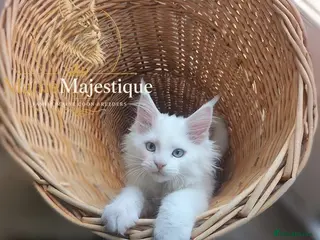 Maine Coon cats TICA registered Maine Coon White Kitten Blue Eyed - Advert 5