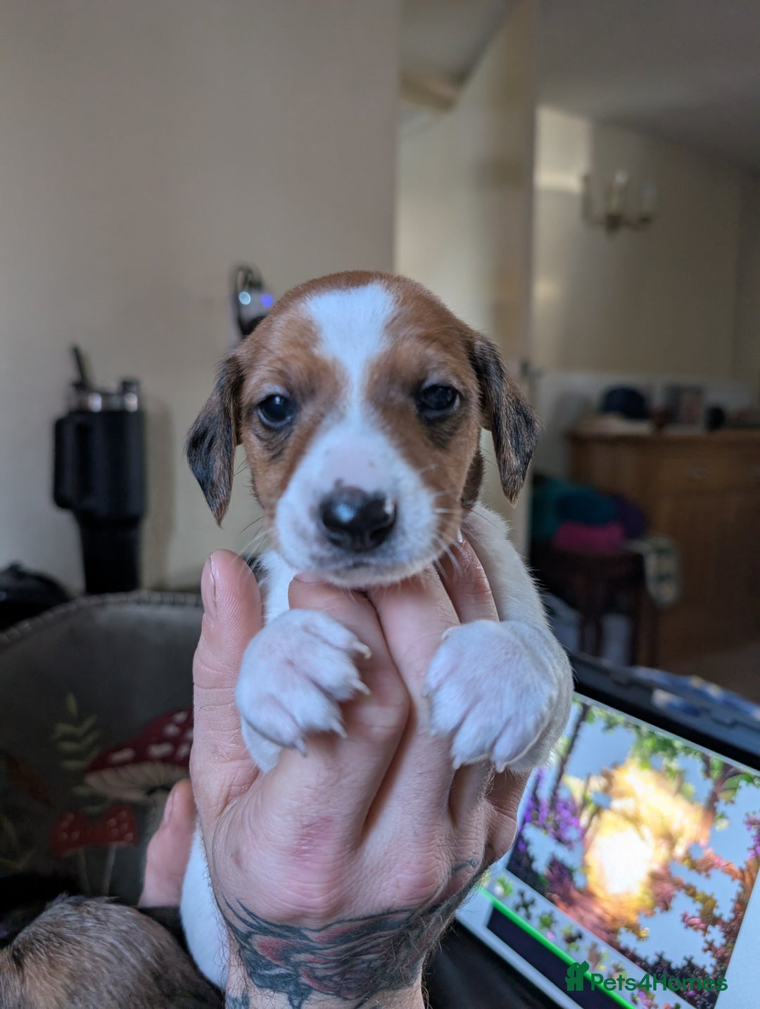 Mixed Breed dogs for sale: Dachshund X Jack Russel hybrid puppies  - Advert 9