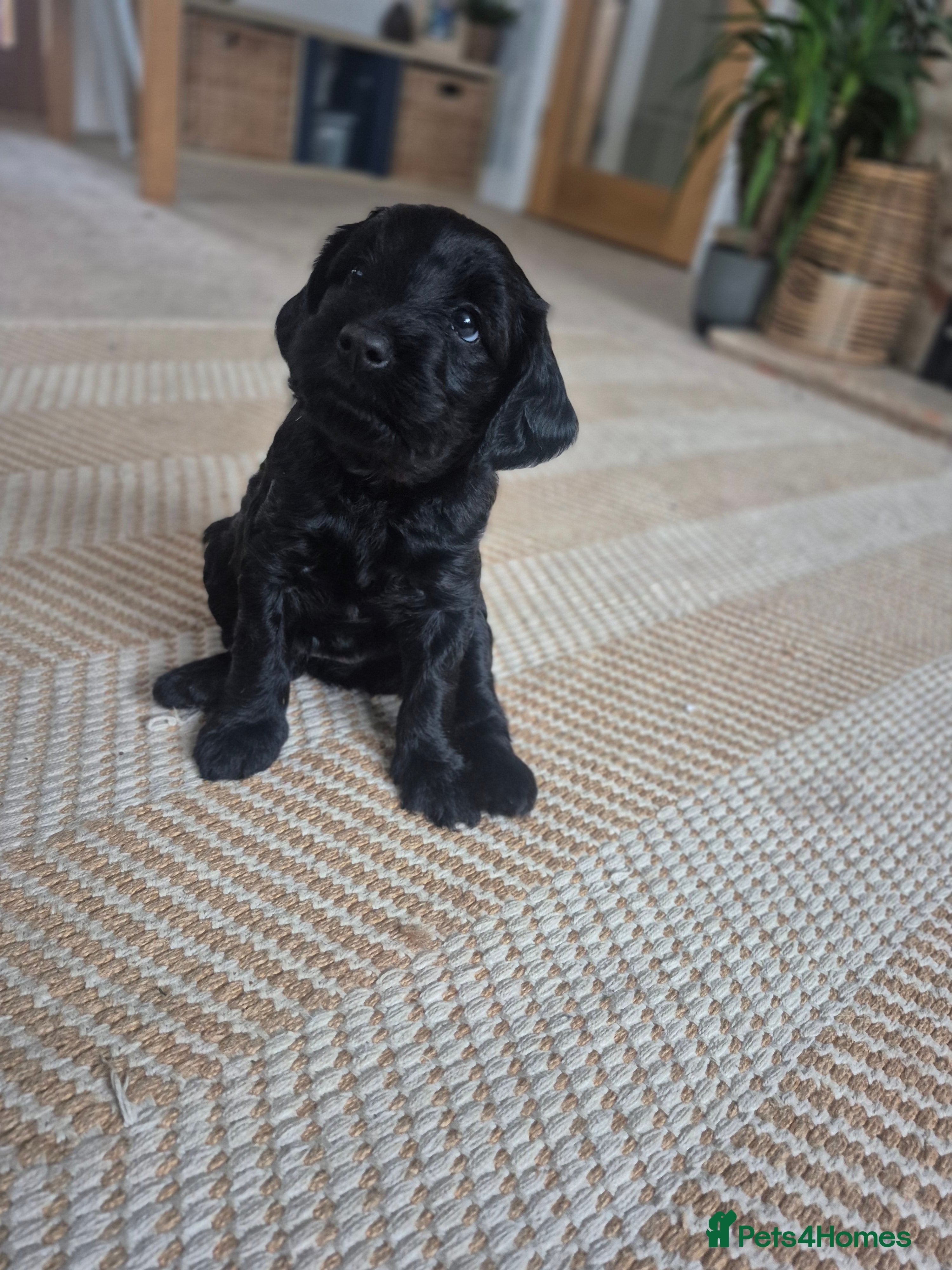 Mixed Breed dogs  La schnoodle pup DNA test dad  - Advert 2