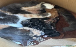Mixed Breed cats for sale: Beautiful Kittens  - Image 11