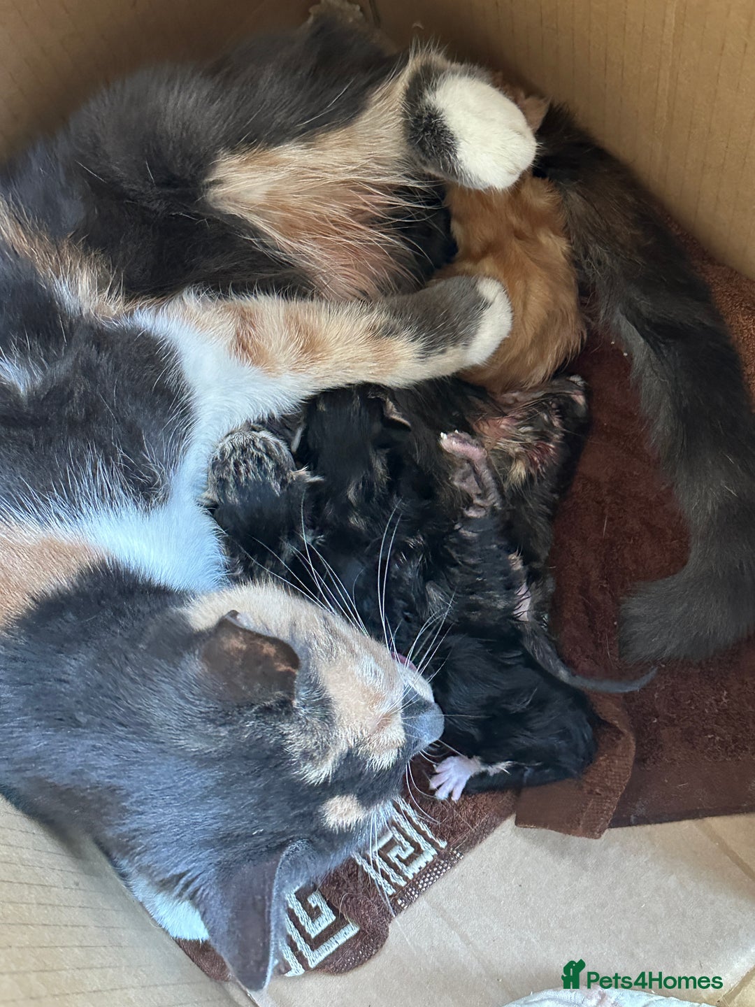 Mixed Breed cats for sale: Beautiful Kittens  - Image 11