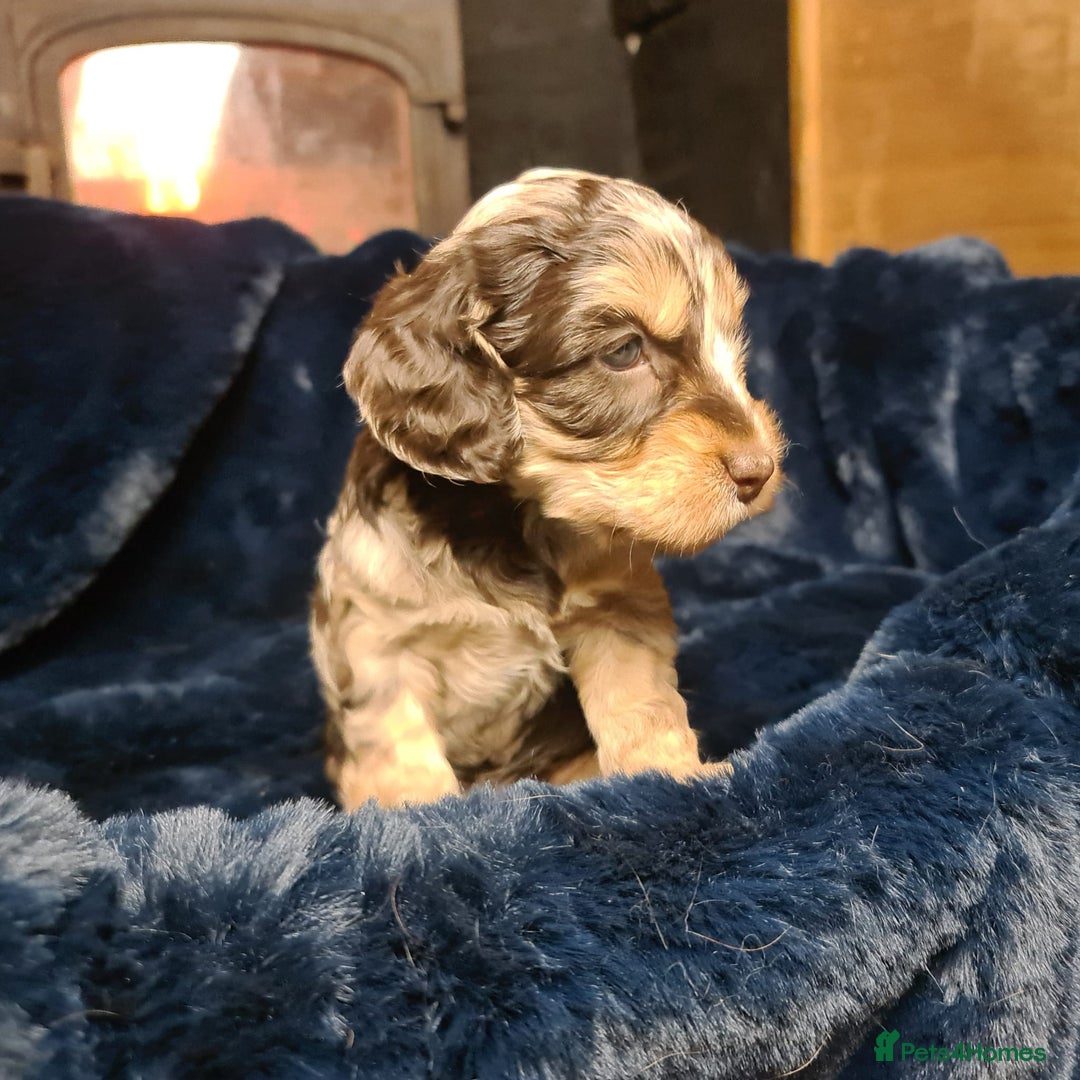 Cockapoo dogs for sale: Exceptional Cockapoo Puppies for Sale - Advert 5