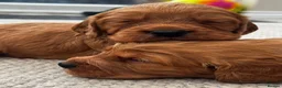 Cocker Spaniel dogs for sale: Outstanding Boys - Advert 12
