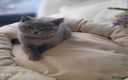 British Shorthair cats for sale: Beautifully british shorthair  kittens ready to go - Image 17