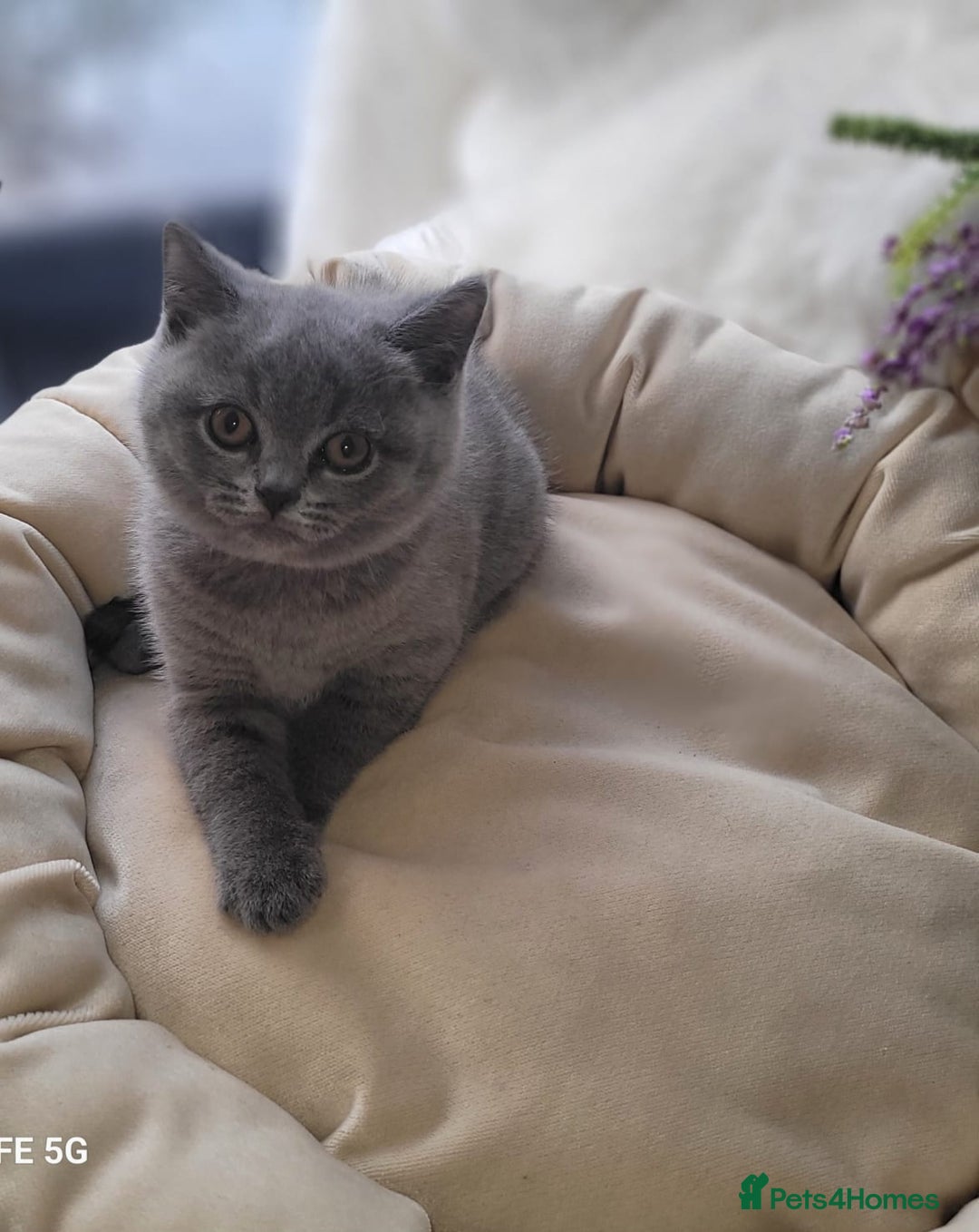 British Shorthair cats for sale: Beautifully british shorthair  kittens ready to go - Image 17