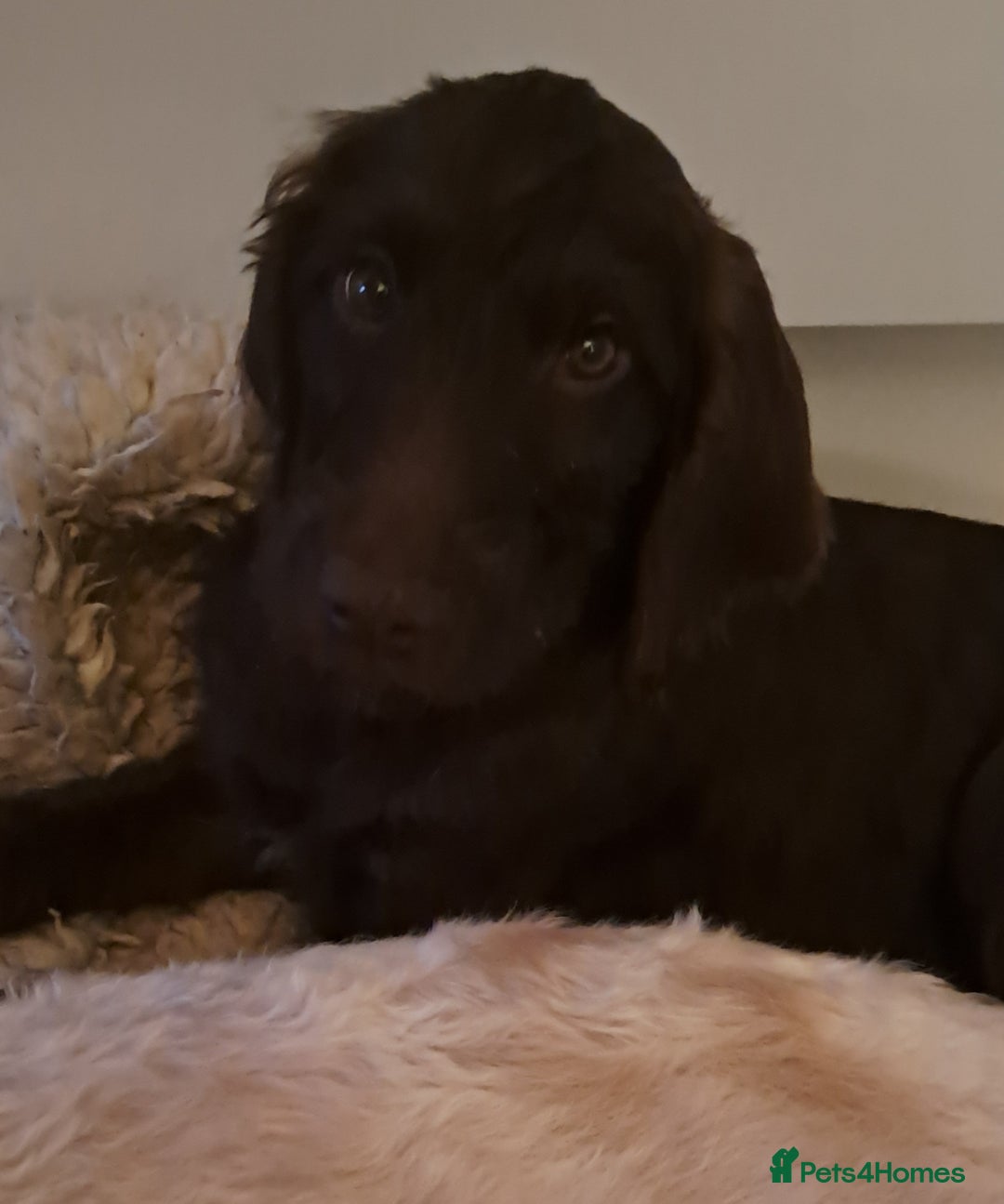 Mixed Breed dogs for sale: Poodle/pointer puppies in Cumnock - Image 8