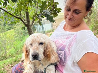English Setter dogs - Advert 1