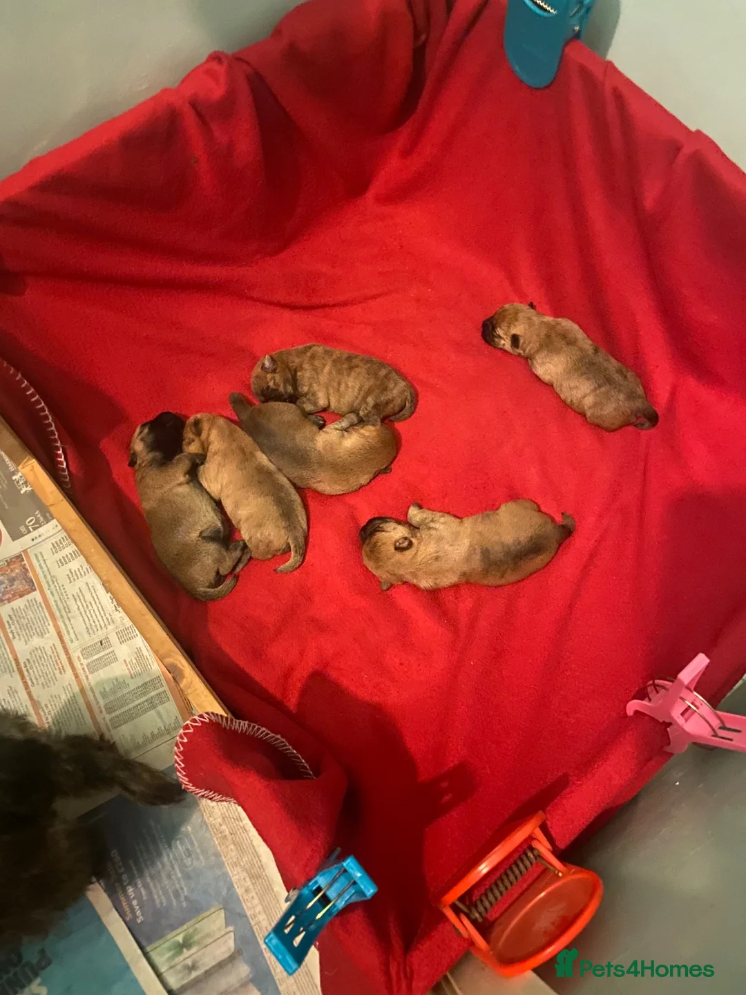 Cairn Terrier dogs for sale: Beautiful cairn terrier puppies in Retford - Advert 2