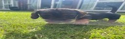 Dachshund dogs for sale: 3 beautiful boy wired haired sausages  - Advert 16