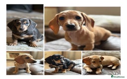 Miniature Dachshund dogs for sale: KC Reg Miniature Dachshund Puppies ✨READY NOW✨ - Image 1