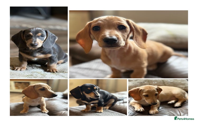 Miniature Dachshund dogs - Advert 4