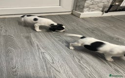 Jack Russell dogs for sale: 2 beautiful Jack Russell puppy girls left  - Image 14