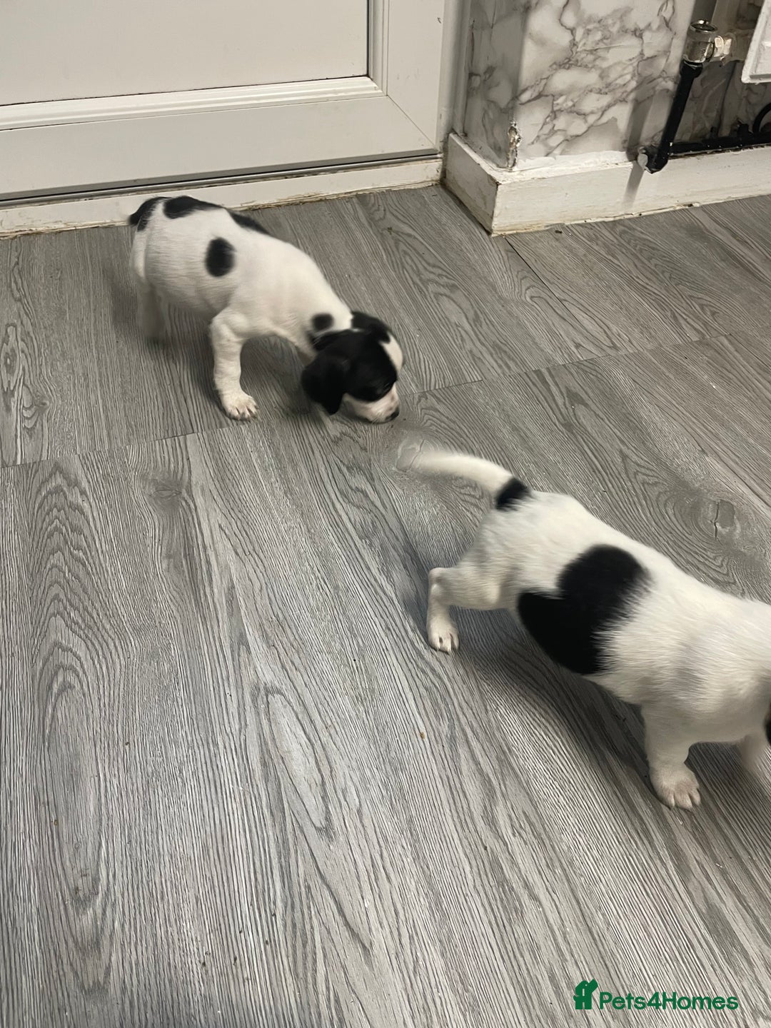 Jack Russell dogs for sale: 2 beautiful Jack Russell puppy girls left  - Image 14