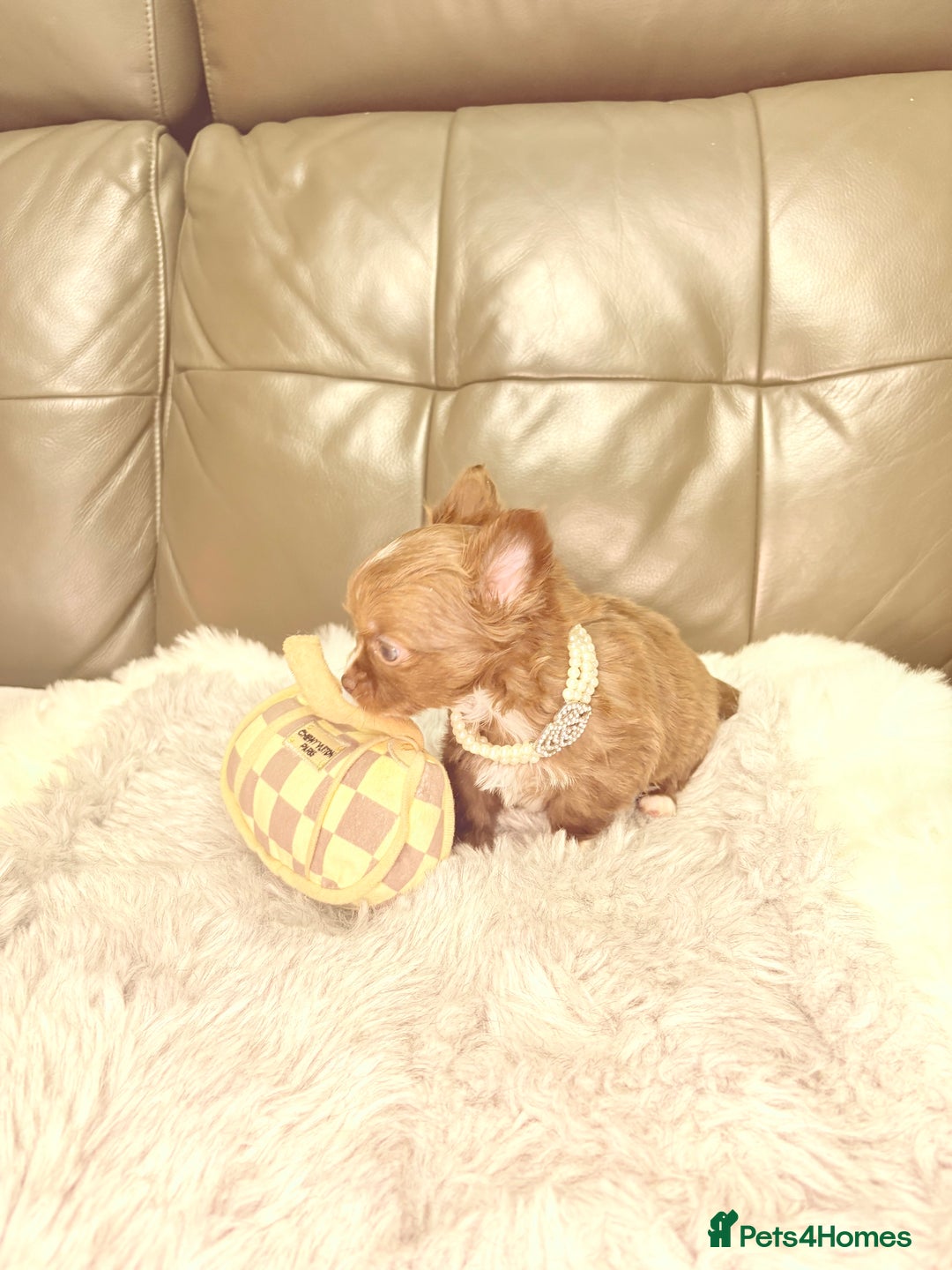 Chihuahua dogs for sale: Stunning tiny Chihuahua puppy’s male female  - Advert 39