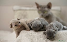 Devon Rex cats for sale: Ravel 💜male Devon Rex available  - Image 20