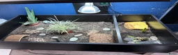 Hermann Tortoise reptiles for sale: Baby hermann tortoise with full set up in Paisley - Advert 2