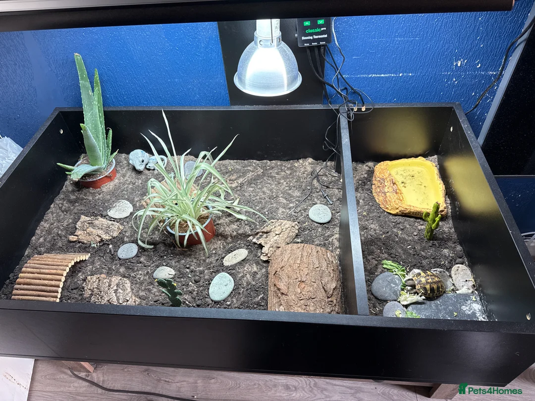 Hermann Tortoise reptiles for sale: Baby hermann tortoise with full set up in Paisley - Advert 2