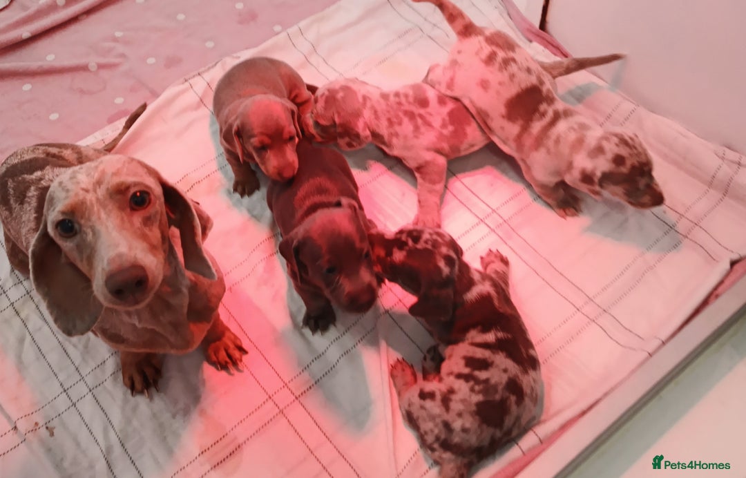 Dachshund dogs for sale: BLUE/ISABELLA DAPPLE MINI DAXI KC REG PRA CLR - Advert 2