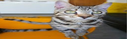 Bengal cats for sale: Gorgeous Brown Rosetted Boy Available  - Advert 15