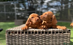 Hungarian Vizsla dogs for sale: KC registered Vizsla puppies  in Tiverton - Image 15