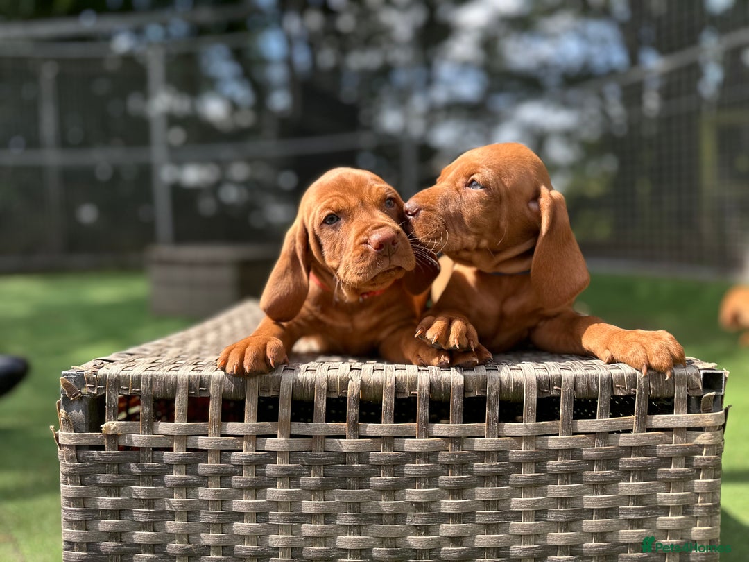 Hungarian Vizsla dogs for sale: KC registered Vizsla puppies  in Tiverton - Image 15