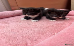 Mixed Breed cats for sale: Adorable ginger and black&white kittens  - Image 5