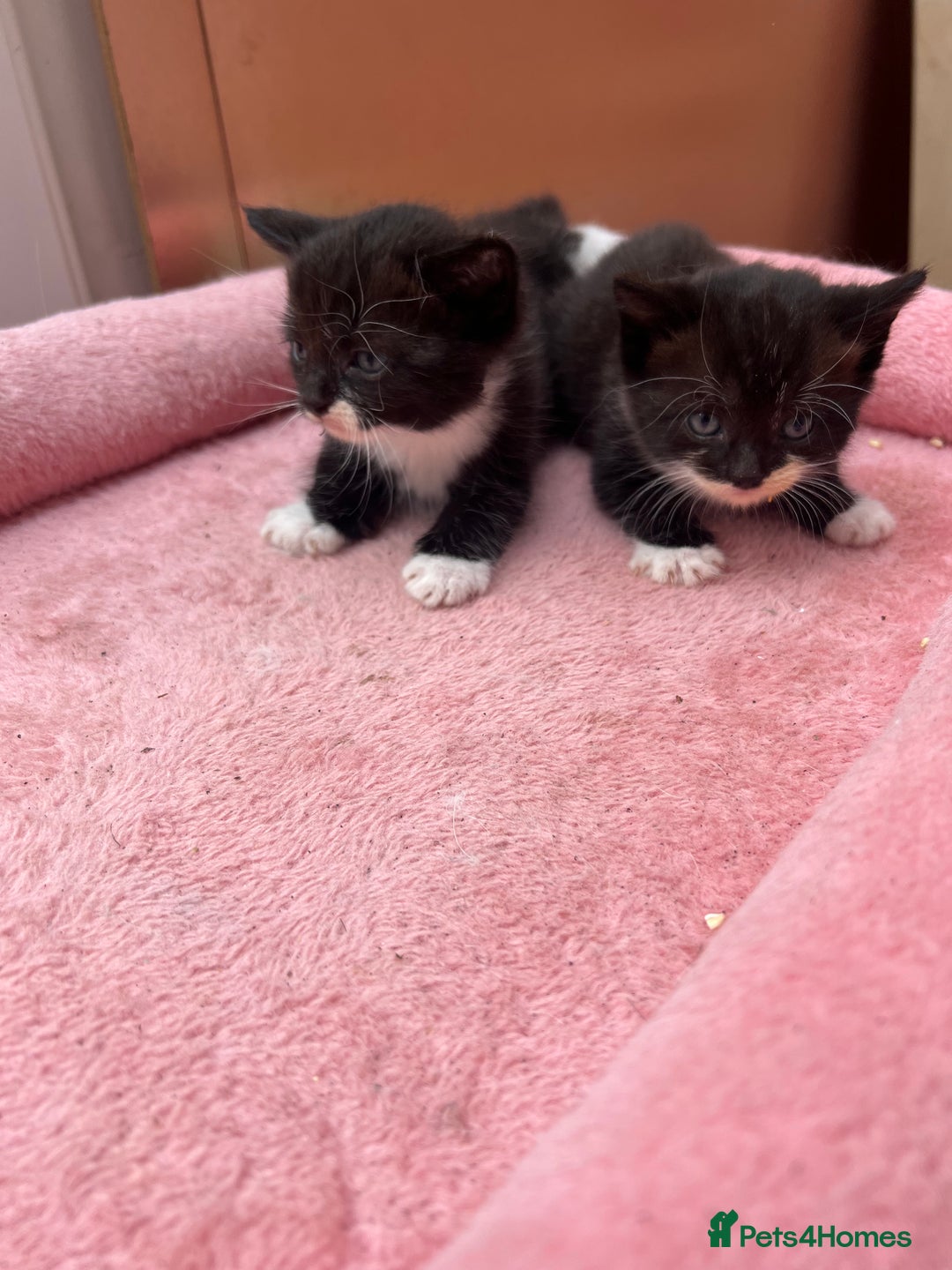 Mixed Breed cats for sale: Adorable ginger and black&white kittens  - Image 5