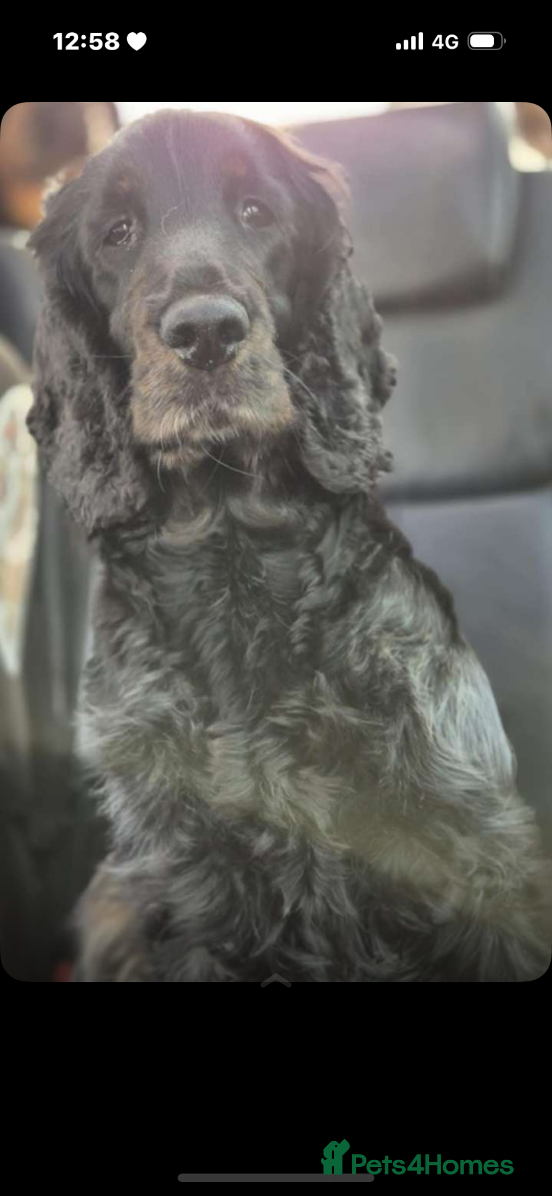 Cocker Spaniel dogs for sale: Show Cocker spaniels - Advert 7