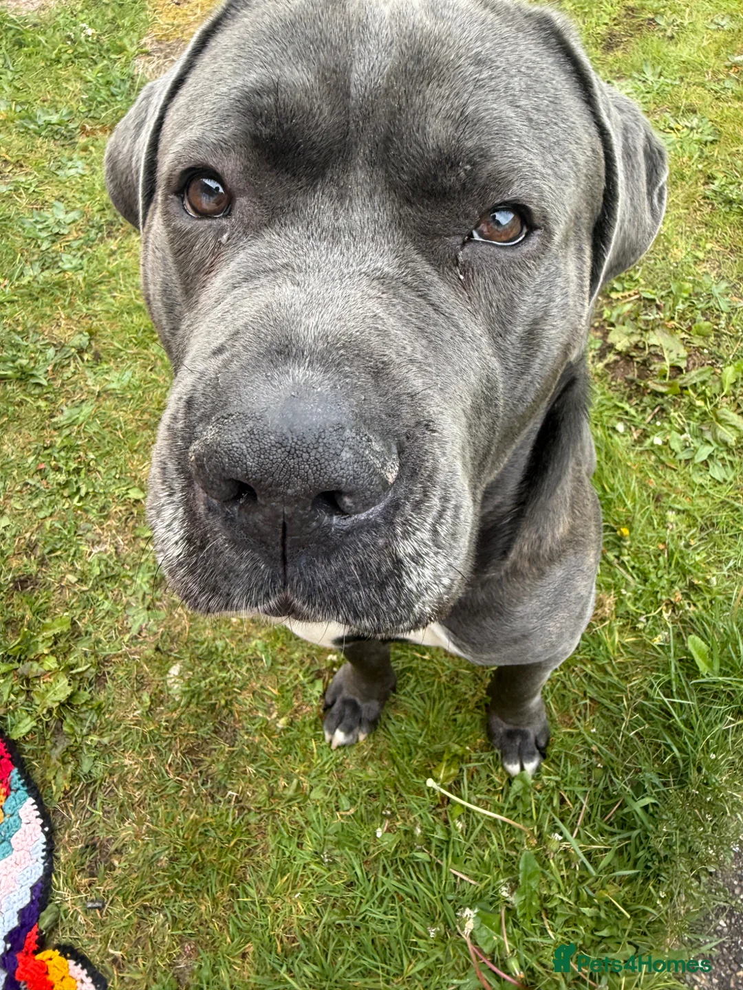 Cane Corso dogs for sale: Cuddly cane corso  in Lichfield - Advert 1