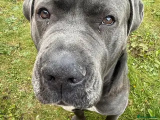 Cane Corso dogs Cuddly cane corso - Advert 5