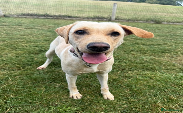 Labrador Retriever dogs - Advert 1