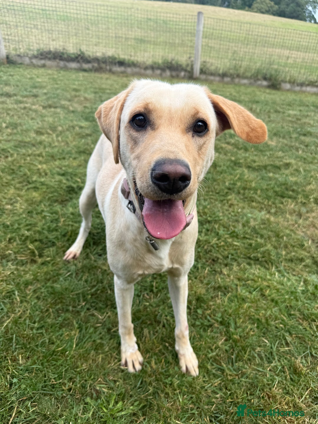 Labrador Retriever dogs for sale: 18 month old female labrador - Image 1
