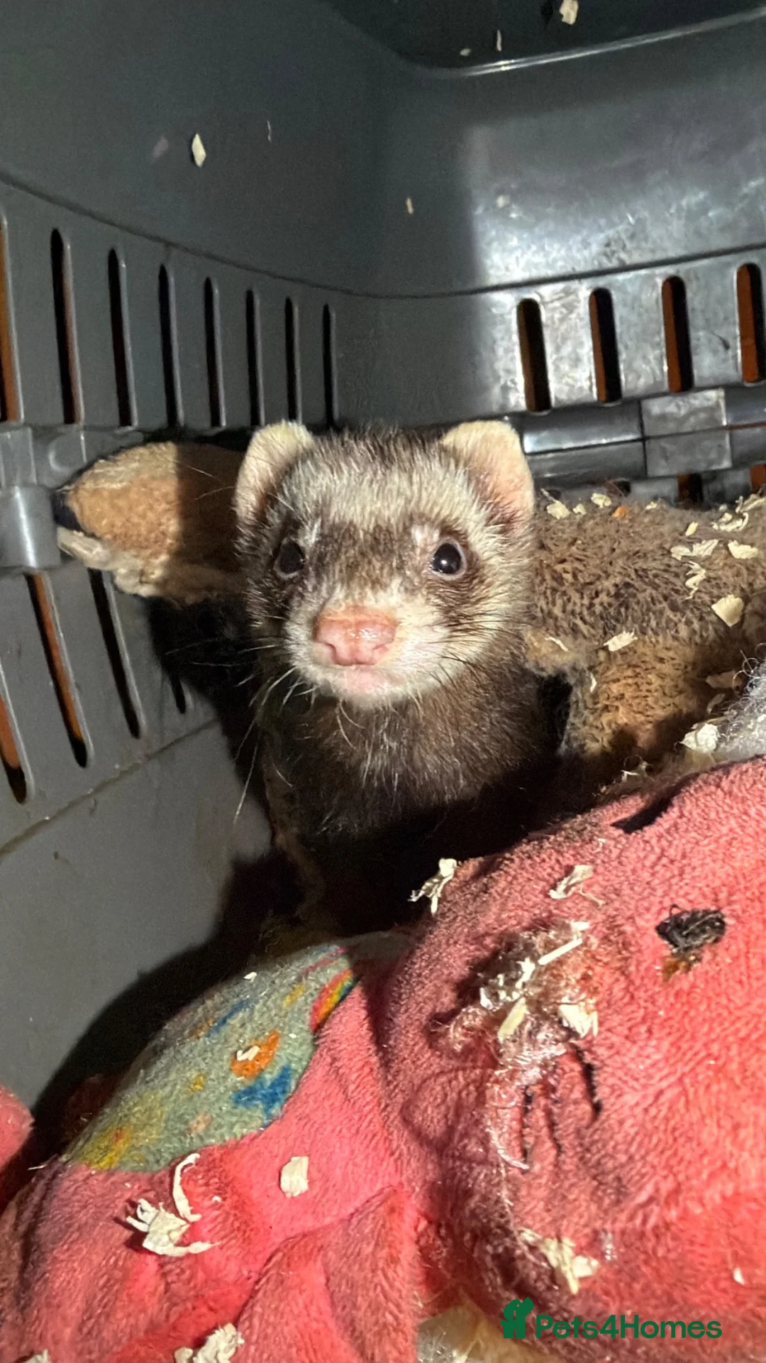 Ferret rodents for sale: 15 beautiful kits awaiting to be reserved.  - Advert 5