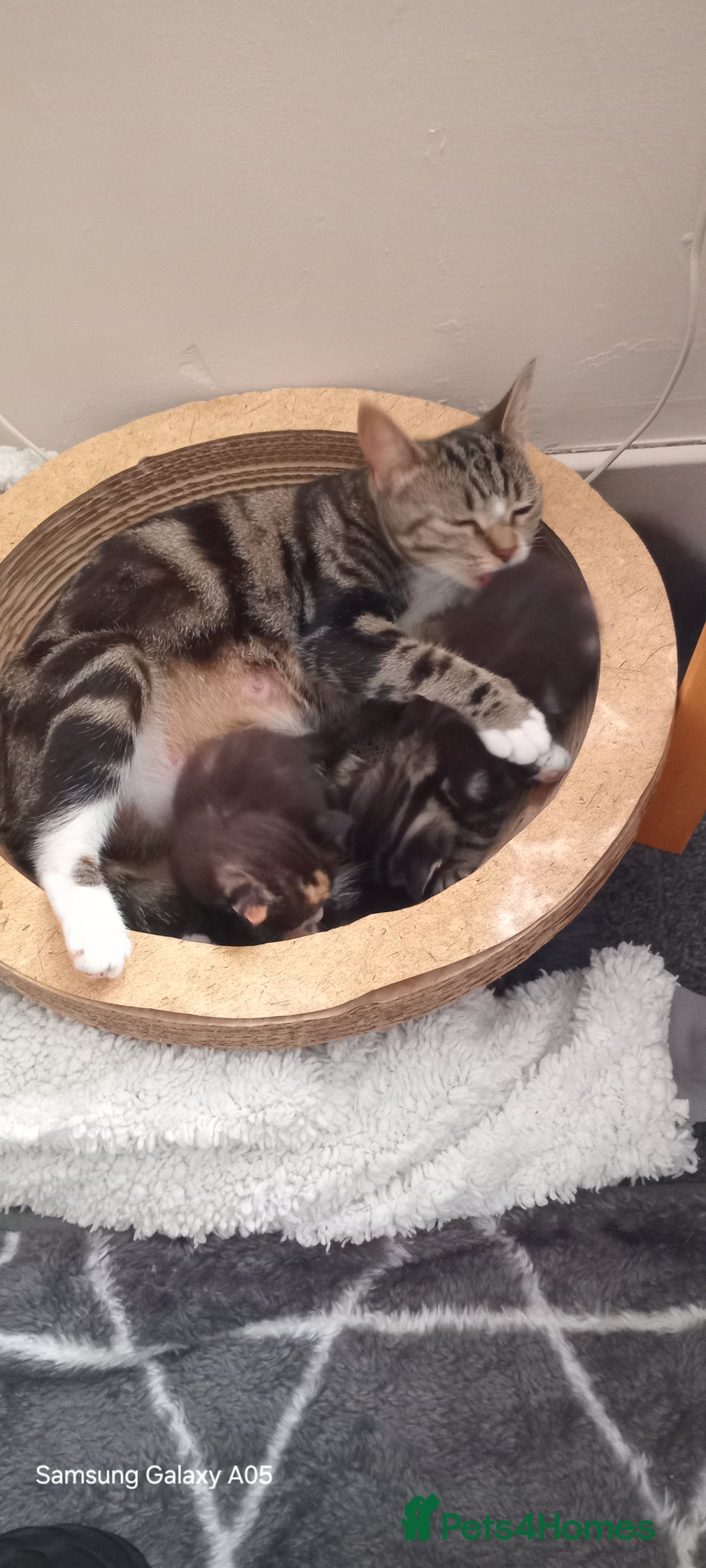 British Shorthair cats for sale: Cute boys - Image 11