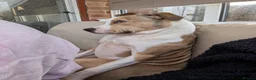 American Bull Staffy dogs for sale: 4 year old American Staff for rehoming - Advert 11