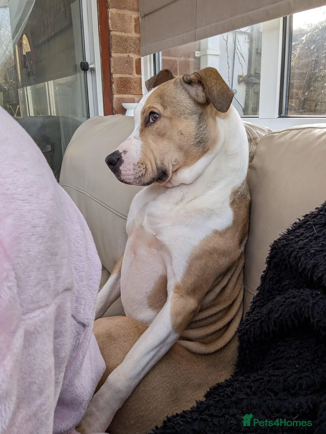 American Bull Staffy dogs for sale: 4 year old American Staff for rehoming - Advert 11